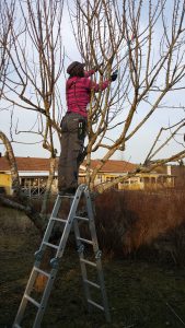 trädbeskärning uppsala. trädgårdsmästare. trädgård. beskära träd. äppelträd. fruktträd. beskärningstid. trädgårds service. trädgårdsentreprenad. marris mark