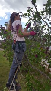 trädbeskärning uppsala. trädgårdsmästare. trädgård. beskära träd. äppelträd. fruktträd. beskärningstid. trädgårds service. trädgårdsentreprenad. marris mark