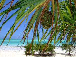 healing retreat i zanzibar 2026